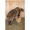 Image 3 : Life-sized GRIZZLY or BROWN BEAR on Bolts with No Base