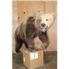 Image 4 : Life-sized GRIZZLY or BROWN BEAR on Bolts with No Base