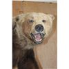 Image 5 : Life-sized GRIZZLY or BROWN BEAR on Bolts with No Base