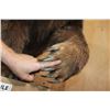 Image 6 : Life-sized GRIZZLY or BROWN BEAR on Bolts with No Base