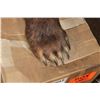 Image 7 : Life-sized GRIZZLY or BROWN BEAR on Bolts with No Base