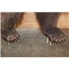 Image 8 : Life-sized GRIZZLY or BROWN BEAR on Bolts with No Base