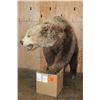 Image 9 : Life-sized GRIZZLY or BROWN BEAR on Bolts with No Base