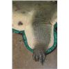 Image 10 : XXL *Real Skin* with a Reproduction Head CROCODILE Hide Rug