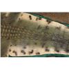 Image 11 : XXL *Real Skin* with a Reproduction Head CROCODILE Hide Rug