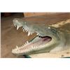 Image 3 : XXL *Real Skin* with a Reproduction Head CROCODILE Hide Rug
