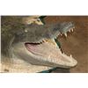 Image 5 : XXL *Real Skin* with a Reproduction Head CROCODILE Hide Rug