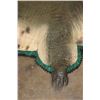 Image 8 : XXL *Real Skin* with a Reproduction Head CROCODILE Hide Rug