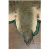 Image 9 : XXL *Real Skin* with a Reproduction Head CROCODILE Hide Rug