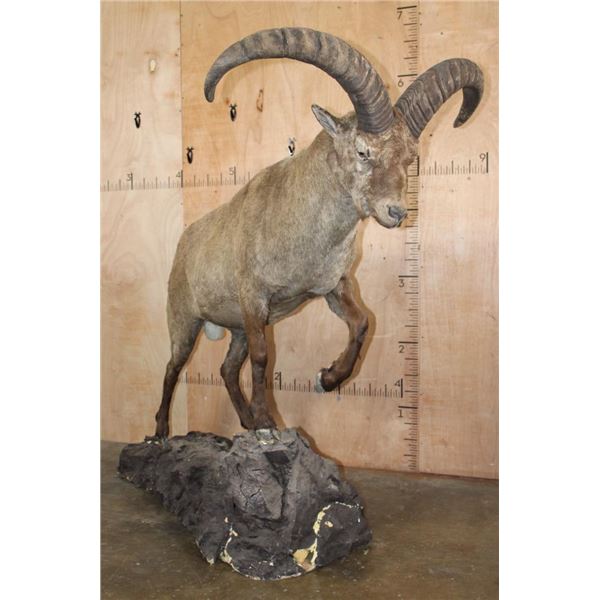 XL Life-sized EAST CAUCASION TUR on a Rock Base