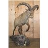 Image 1 : XL Life-sized EAST CAUCASION TUR on a Rock Base