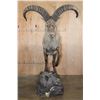 Image 3 : XL Life-sized EAST CAUCASION TUR on a Rock Base