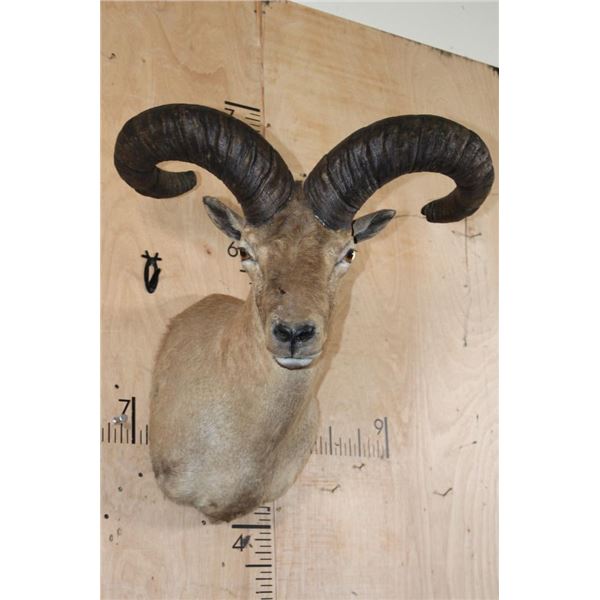 EAST CAUCASIAN TUR Shoulder Mount