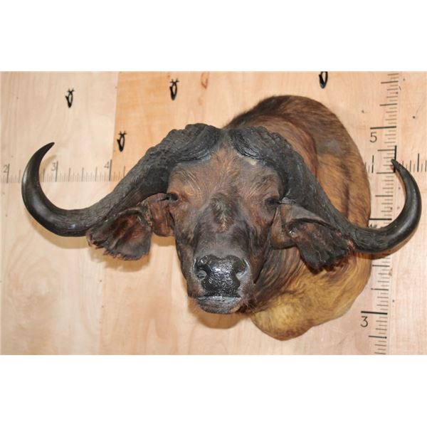 XXL CAPE BUFFALO Shoulder Mount