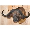 Image 1 : XXL CAPE BUFFALO Shoulder Mount