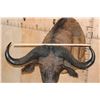 Image 2 : XXL CAPE BUFFALO Shoulder Mount