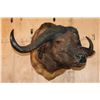 Image 3 : XXL CAPE BUFFALO Shoulder Mount