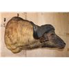 Image 4 : XXL CAPE BUFFALO Shoulder Mount