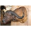 Image 5 : XXL CAPE BUFFALO Shoulder Mount