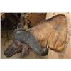 Image 6 : XXL CAPE BUFFALO Shoulder Mount