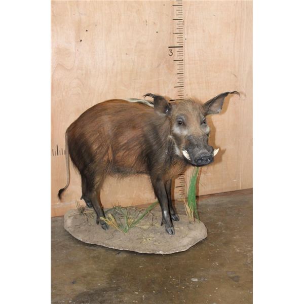 Life-sized BUSHPIG on a Natural Base