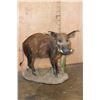 Image 1 : Life-sized BUSHPIG on a Natural Base