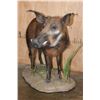 Image 2 : Life-sized BUSHPIG on a Natural Base
