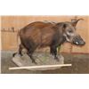 Image 3 : Life-sized BUSHPIG on a Natural Base