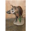 Image 4 : Life-sized BUSHPIG on a Natural Base