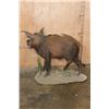 Image 5 : Life-sized BUSHPIG on a Natural Base
