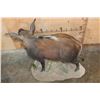Image 6 : Life-sized BUSHPIG on a Natural Base