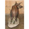 Image 7 : Life-sized BUSHPIG on a Natural Base