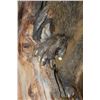 Image 10 : Life-sized BABOON on a Tree Branch Wall Hanging Base