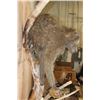 Image 11 : Life-sized BABOON on a Tree Branch Wall Hanging Base