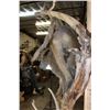 Image 13 : Life-sized BABOON on a Tree Branch Wall Hanging Base