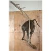 Image 14 : Life-sized BABOON on a Tree Branch Wall Hanging Base