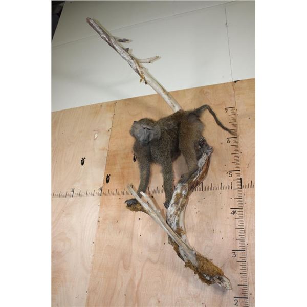 Life-sized BABOON on a Tree Branch Wall Hanging Base