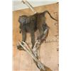 Image 2 : Life-sized BABOON on a Tree Branch Wall Hanging Base