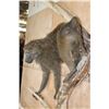 Image 3 : Life-sized BABOON on a Tree Branch Wall Hanging Base