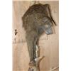 Image 4 : Life-sized BABOON on a Tree Branch Wall Hanging Base