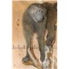 Image 5 : Life-sized BABOON on a Tree Branch Wall Hanging Base