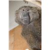 Image 6 : Life-sized BABOON on a Tree Branch Wall Hanging Base
