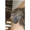 Image 7 : Life-sized BABOON on a Tree Branch Wall Hanging Base