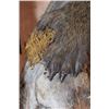 Image 9 : Life-sized BABOON on a Tree Branch Wall Hanging Base