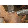 Image 10 : BONGO Shoulder Mount