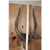 Image 11 : BONGO Shoulder Mount