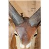 Image 12 : BONGO Shoulder Mount