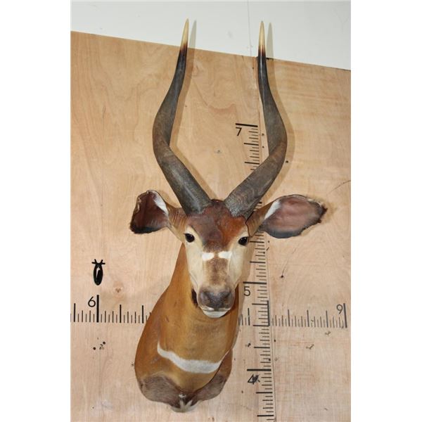 BONGO Shoulder Mount