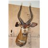 Image 1 : BONGO Shoulder Mount