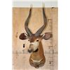 Image 2 : BONGO Shoulder Mount